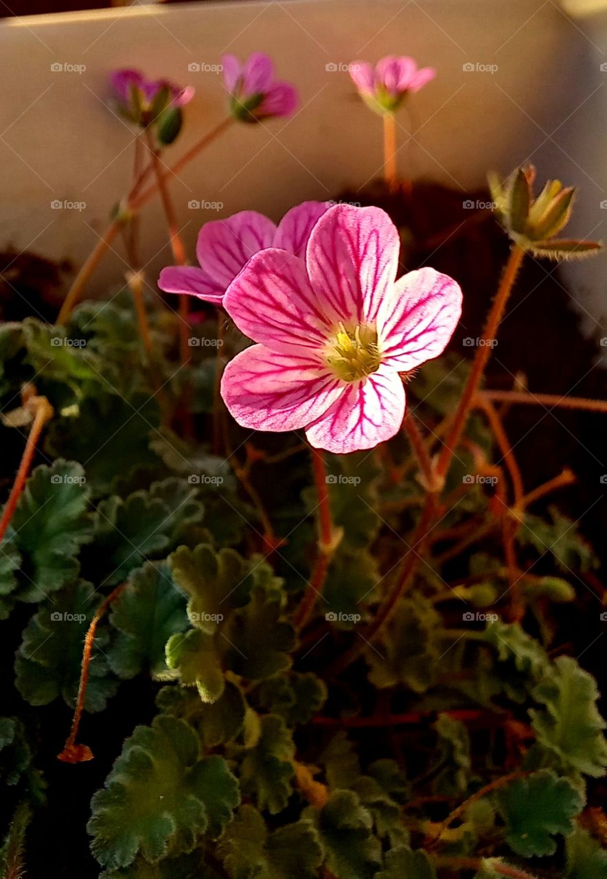 pink flowers