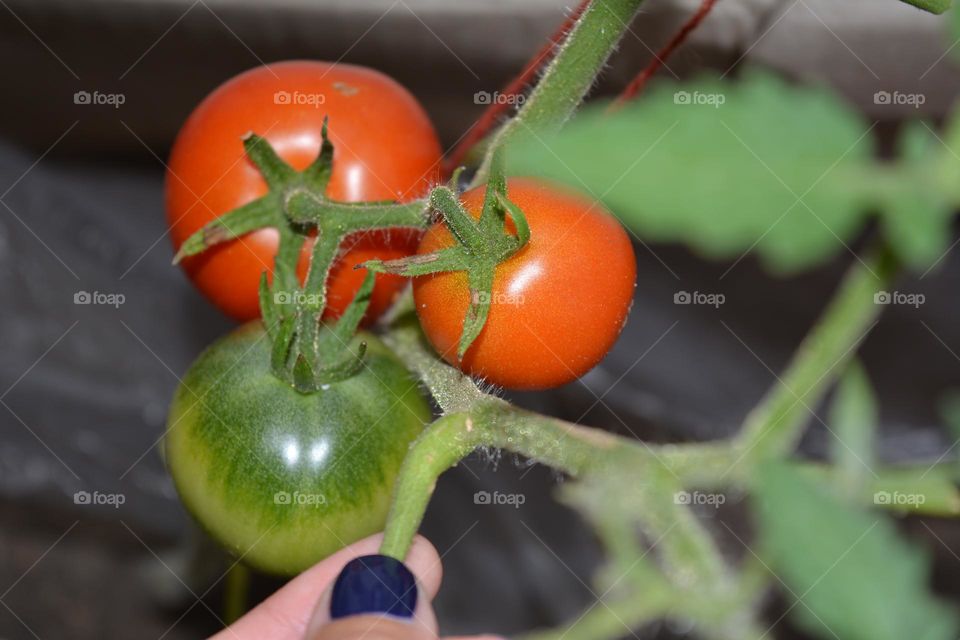 tomatoes gardening and female hand love earth