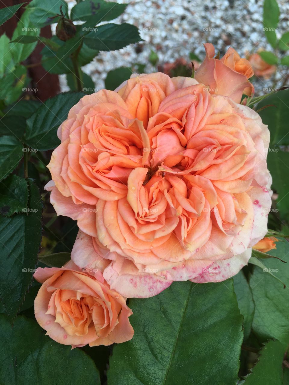 Pretty peach coloured rose flowers in close up in the garden in summer