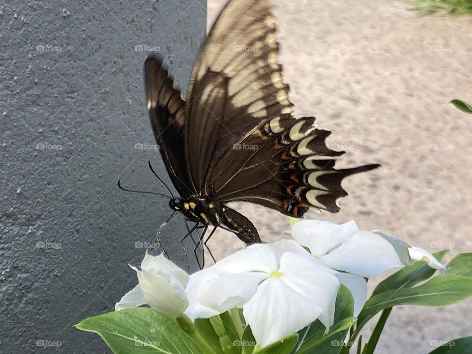 Fuga da borboleta do jardim com flores brancas da planta chamada Maria sem vergonha.