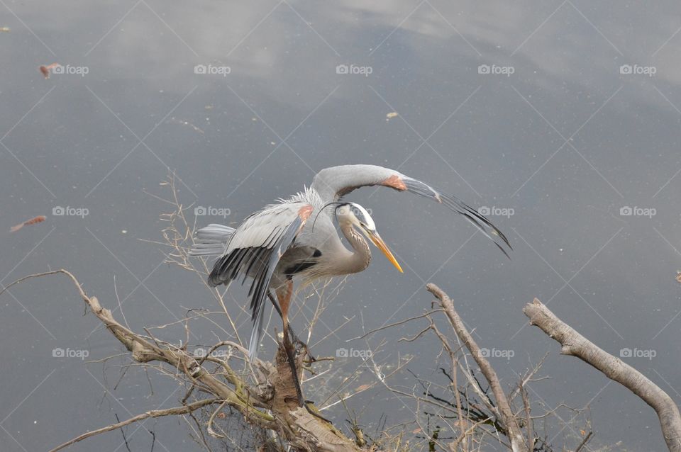 A colorful Great Blue Heron