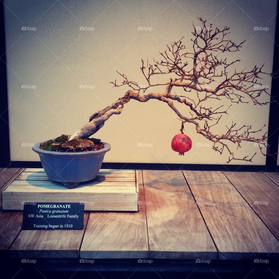 Hello History. Pomegranate Bonsai at Longwood Gardens
