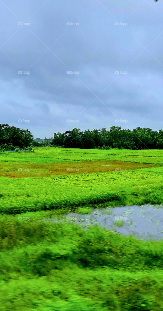 Lush green paddy field in a cloudy weather captured in the daylight.