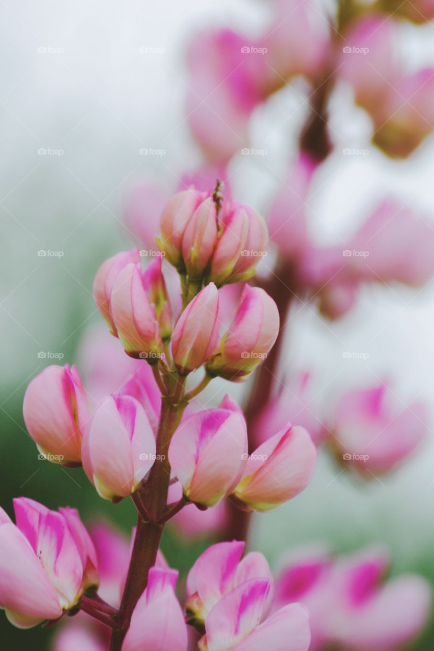 Close-up of pink flowers