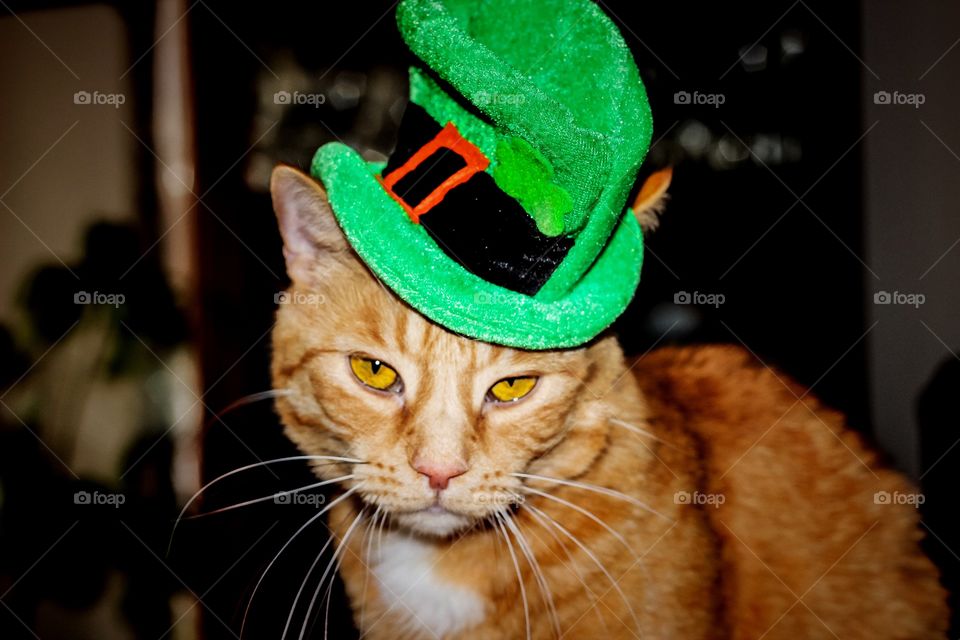 Leprechaun cat