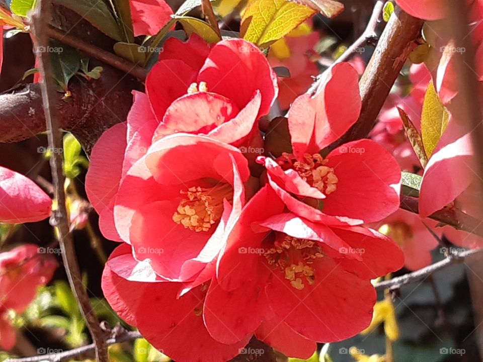 red flowers in springtime