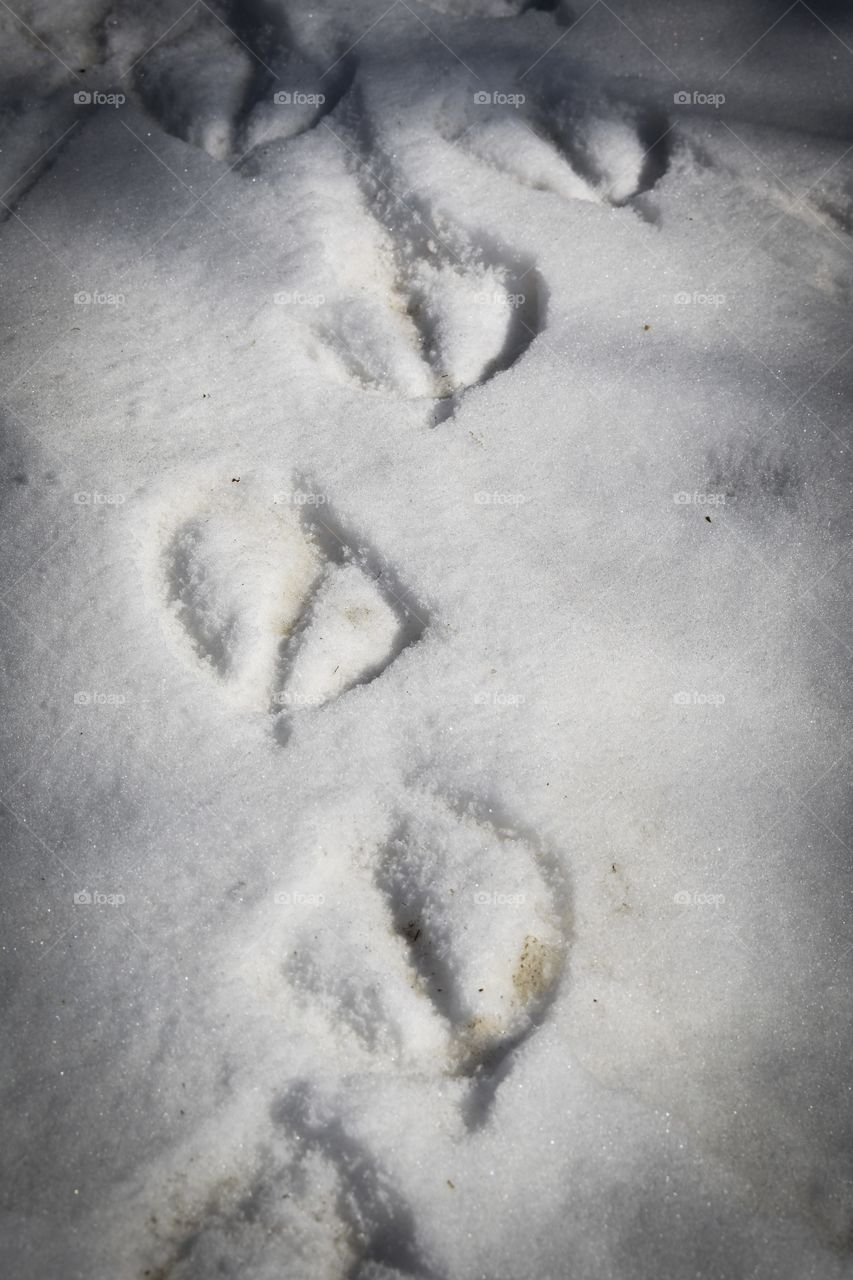 Goose Prints