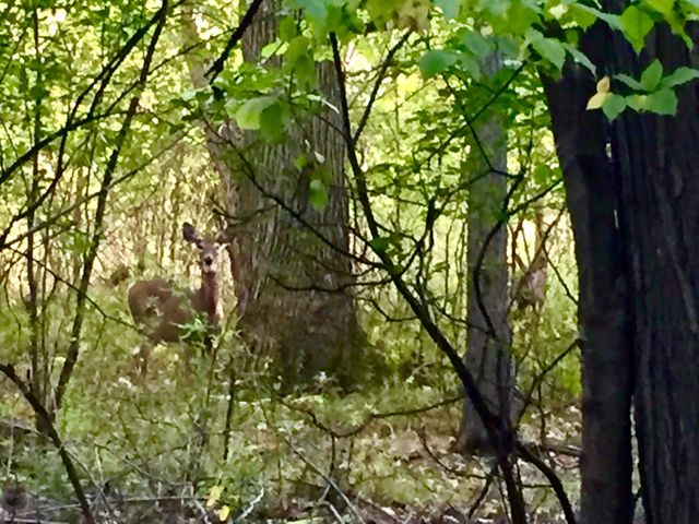 Deer in the woods