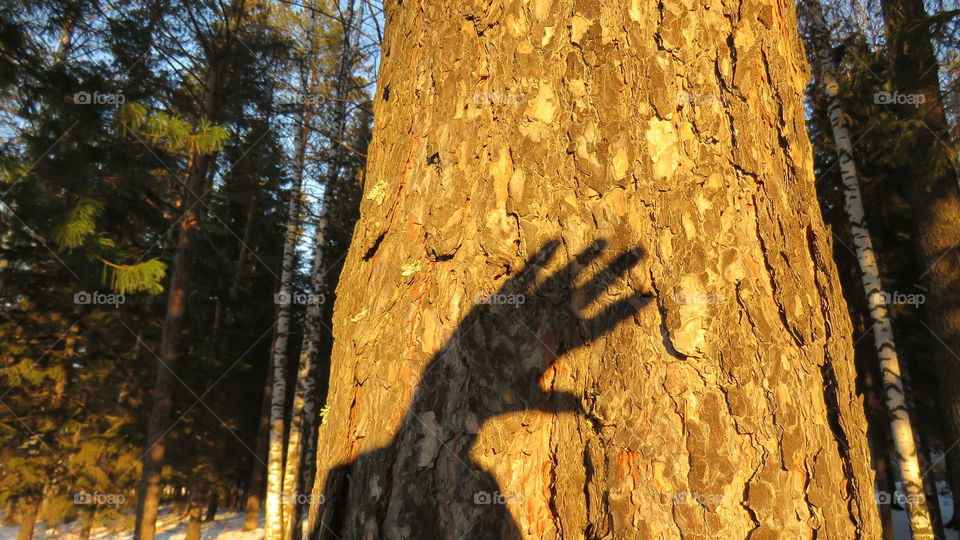 the shadow of my hand on the bark of a tree
