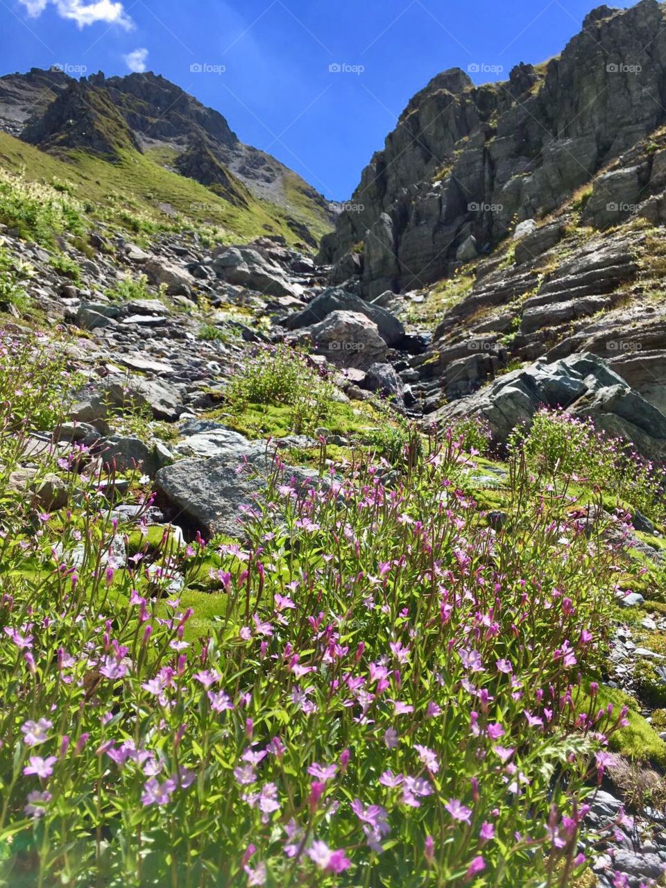 Swiss alps hiking