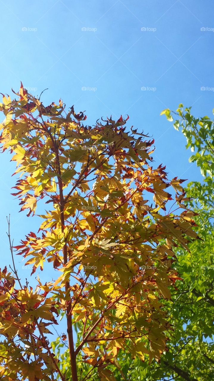 fall leaves against sky