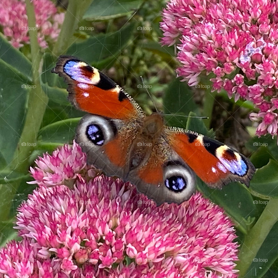 Butterfly Pfauenauge