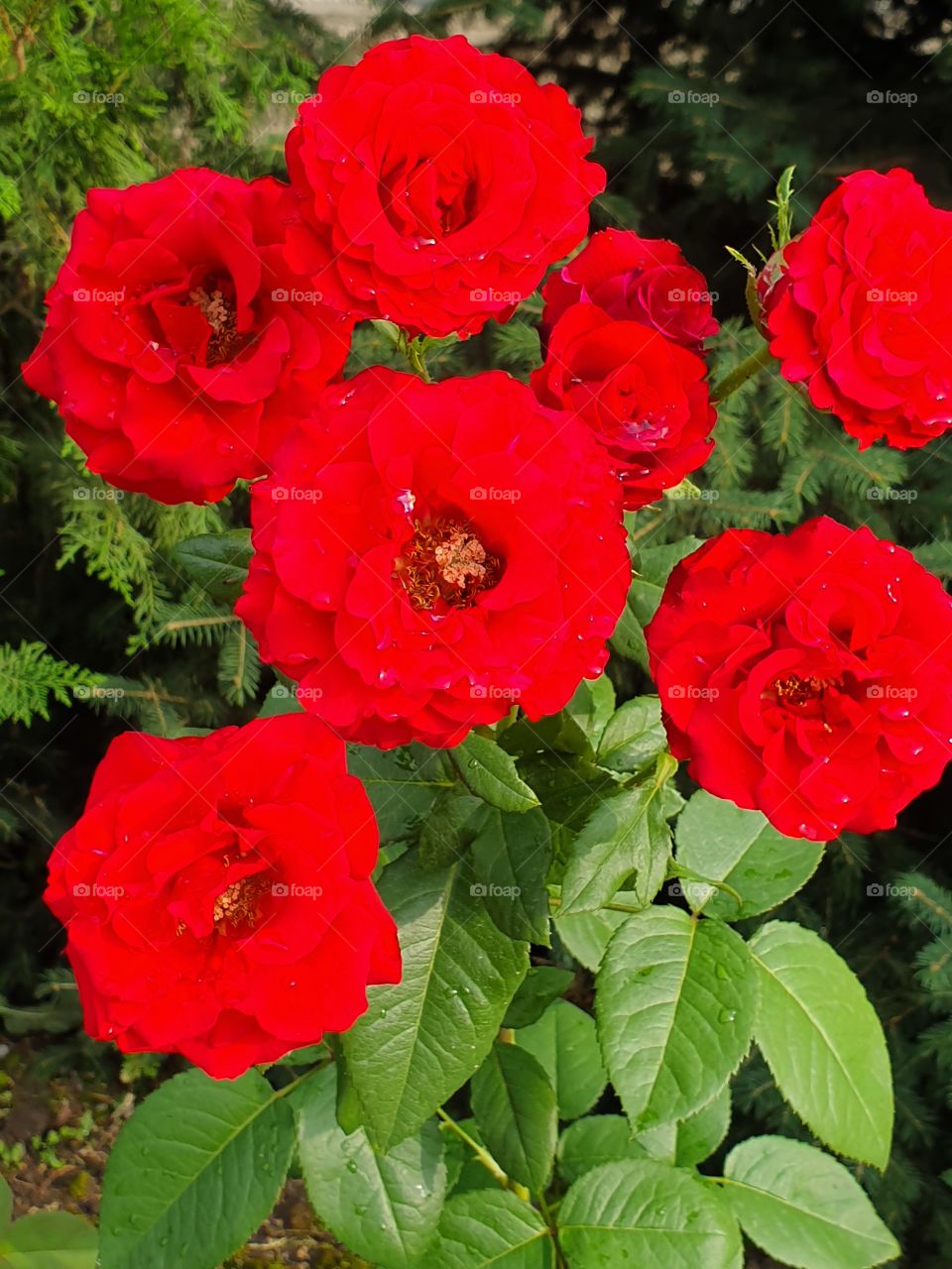 bouquet of red roses on the branch after the rain in the garden