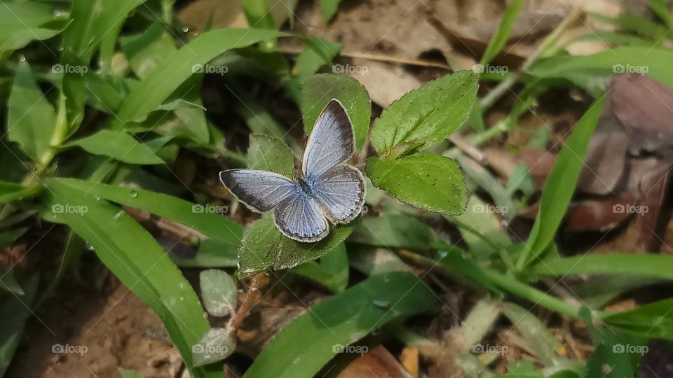 Butterfly found in Spring time