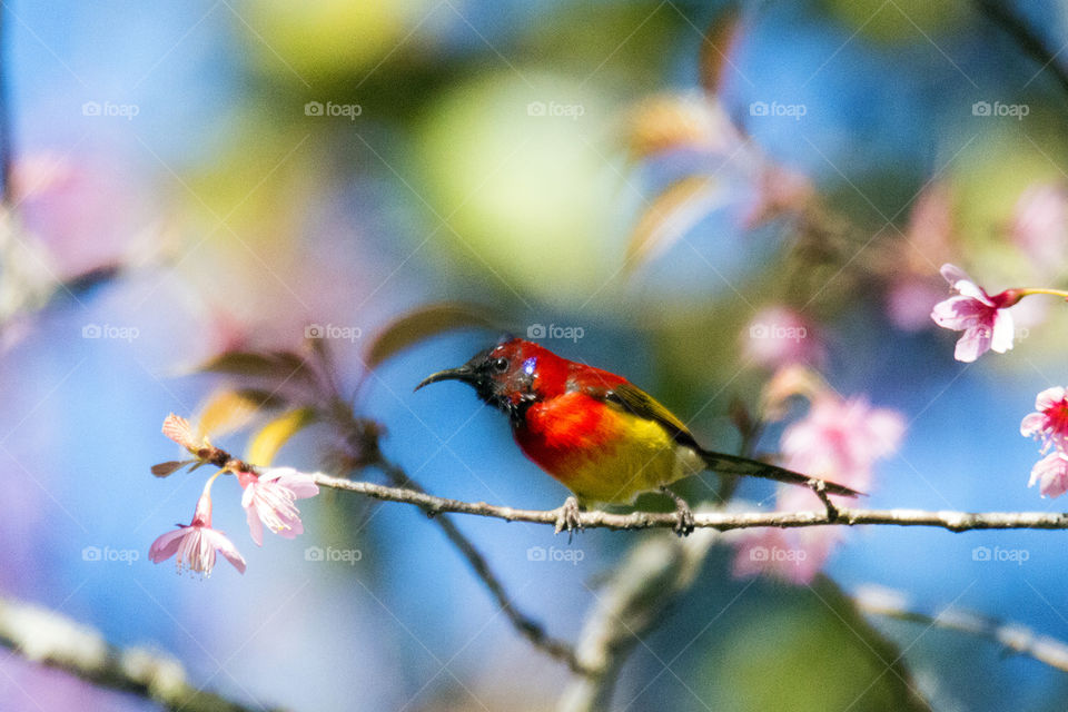 Bird ID - MRS Gould’s Sunbird (Male)