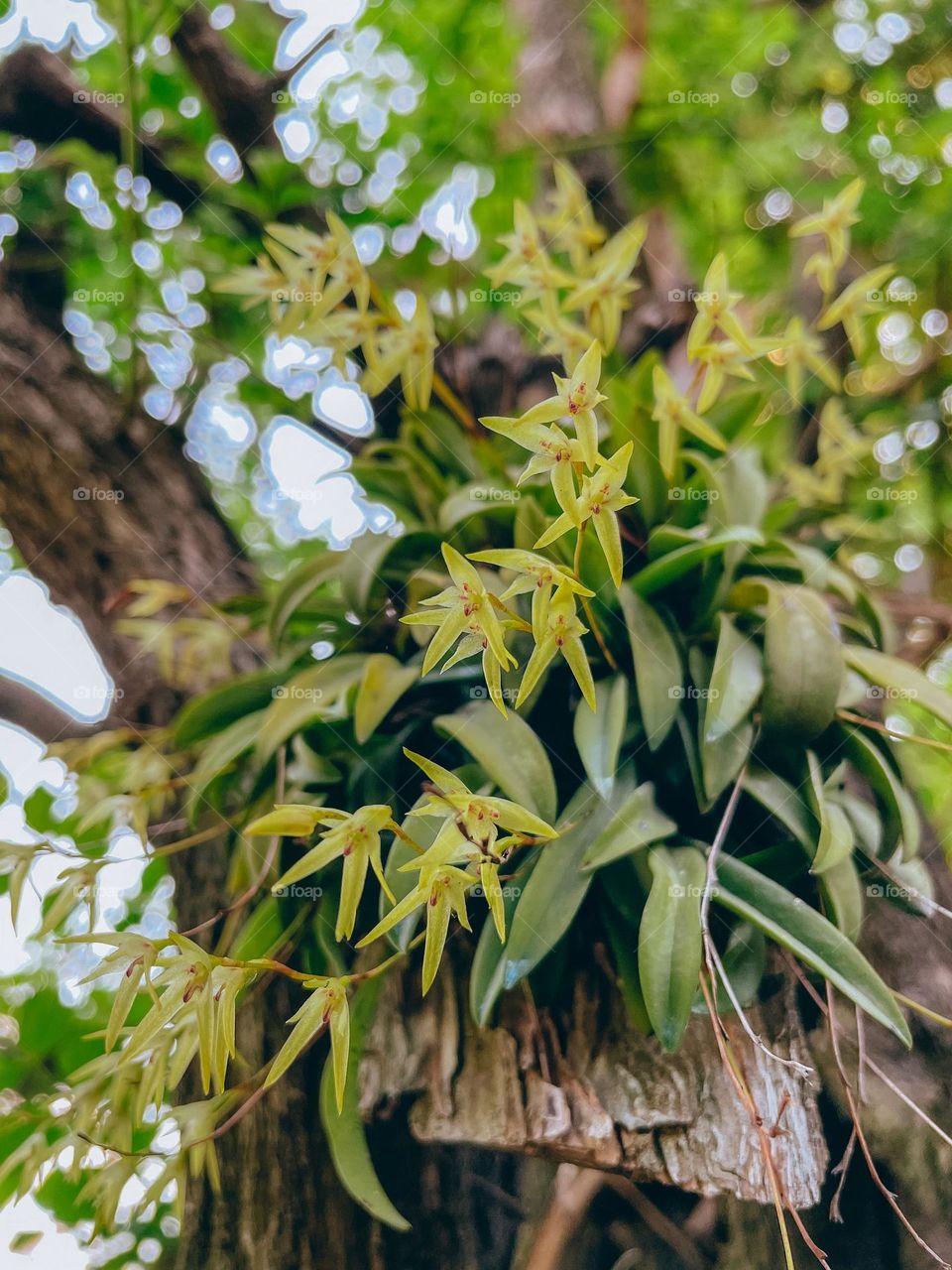 Close up of a tiny orchid flower