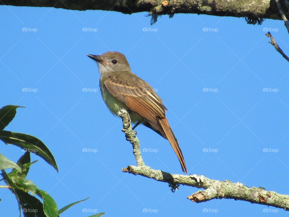 Bird, Wildlife, No Person, Outdoors, Nature
