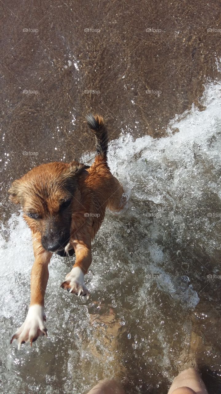 All you need is a beach and a dog to have fun.