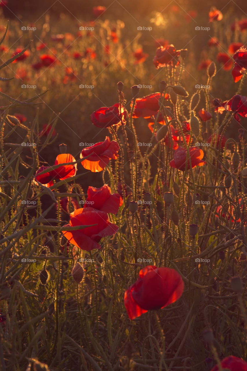 Poppies in the rays of the setting sun