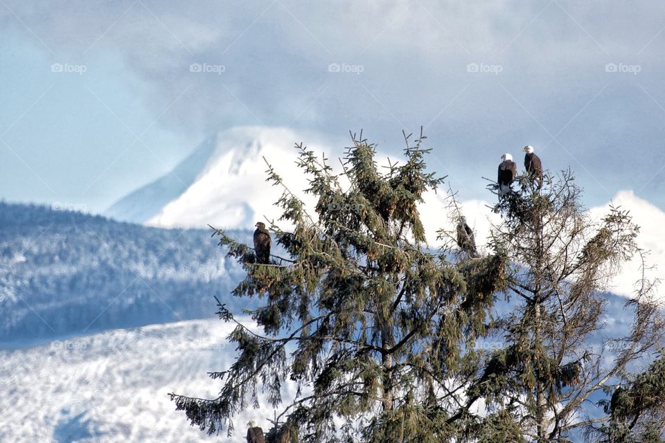 Eagles and Mt Baker