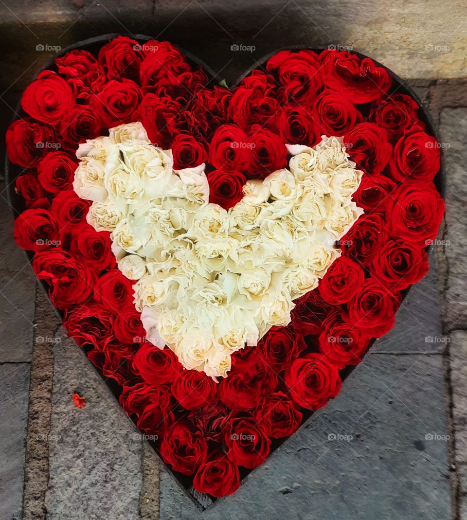 Heart of roses, heart,romance,red,rose,flower,nature,reflection,landscape, botany,blossom,spring summer,colorful,love,valentine,plant,floral,petal