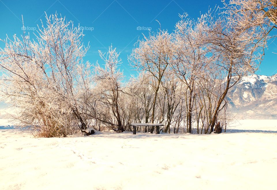 Scenic view of trees in snowy weather