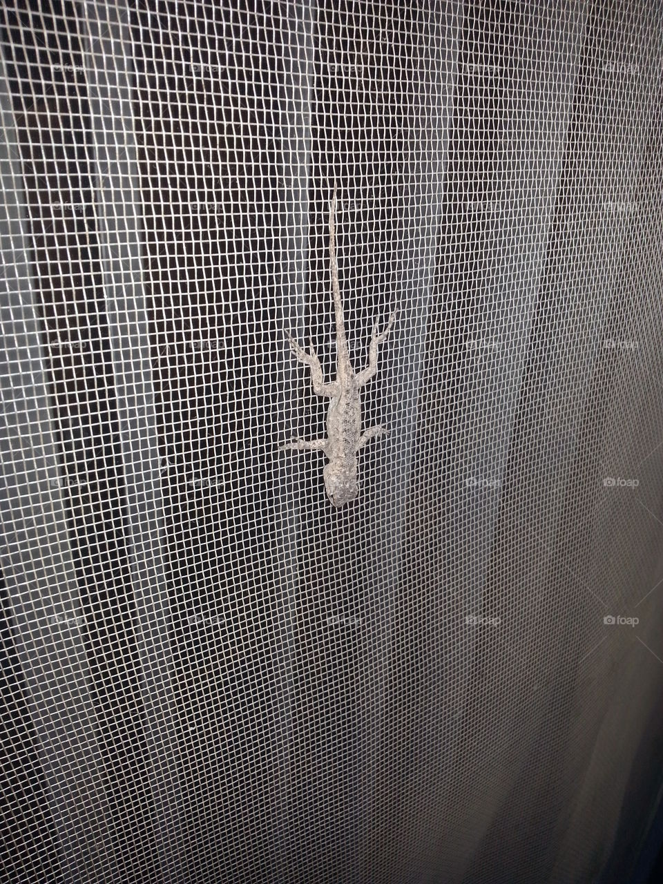 There is a lizard on my screen