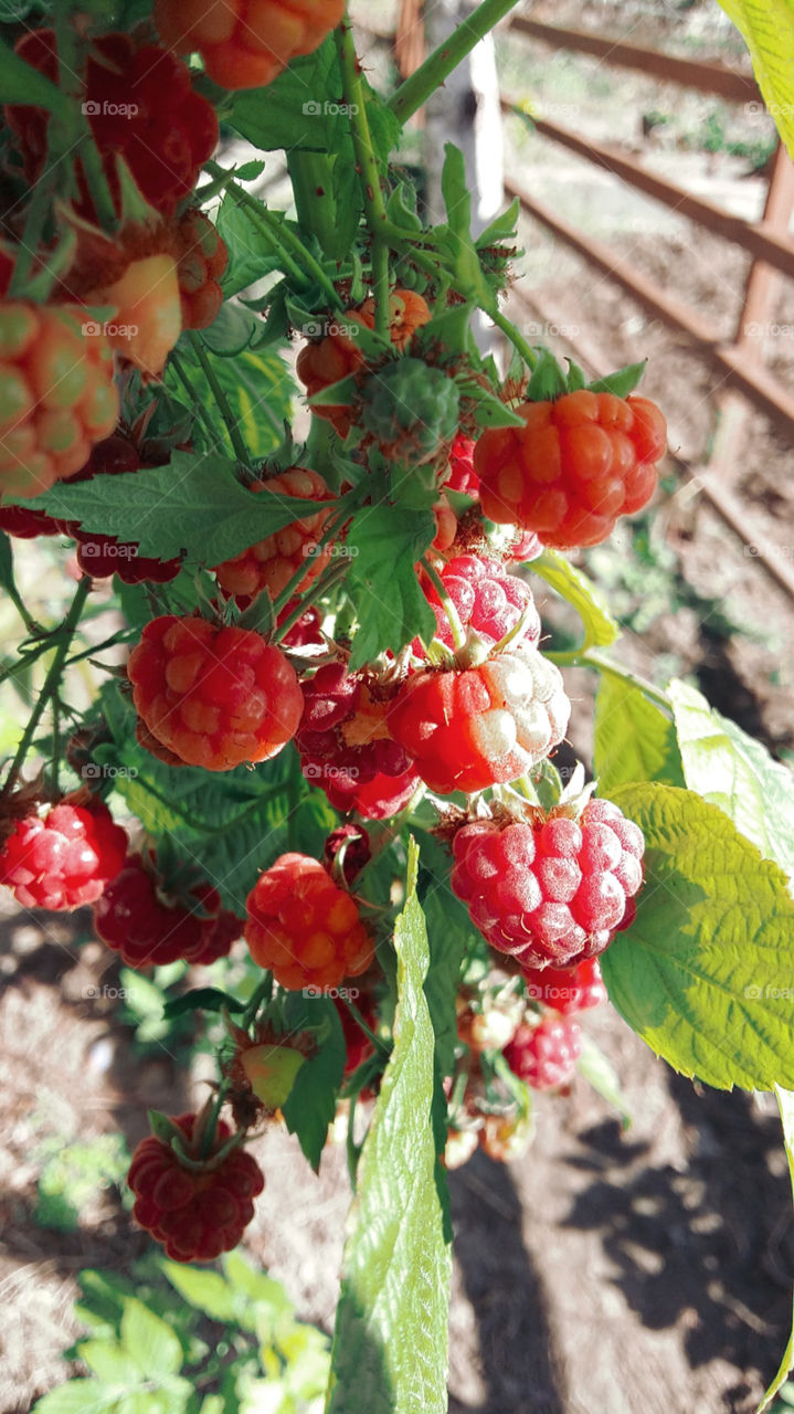 ripe raspberry on a branch with green leaves