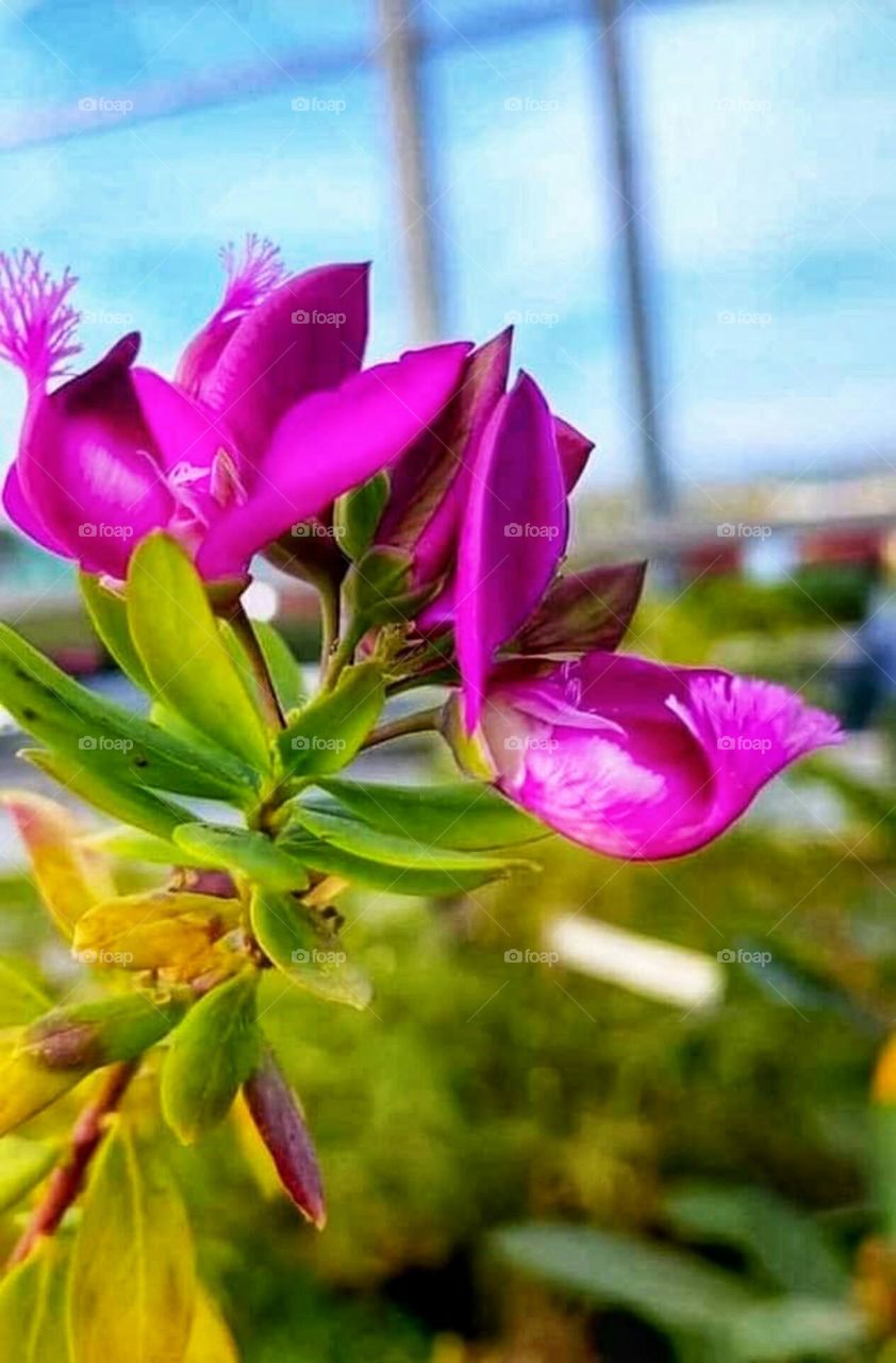 Beautiful pink  rose