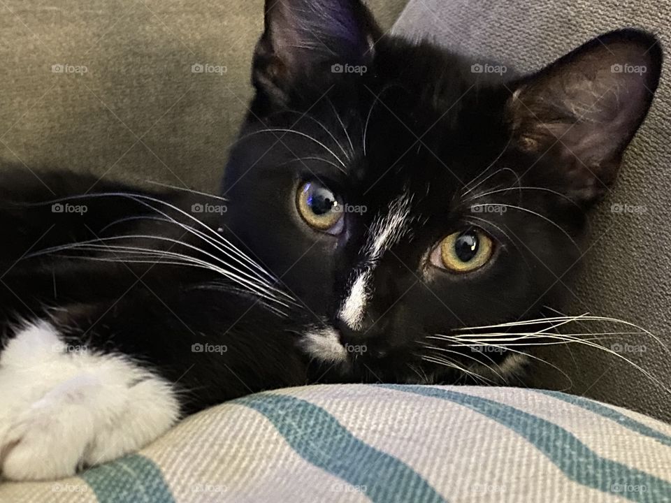 Strikingly beautiful, black & white kitten 