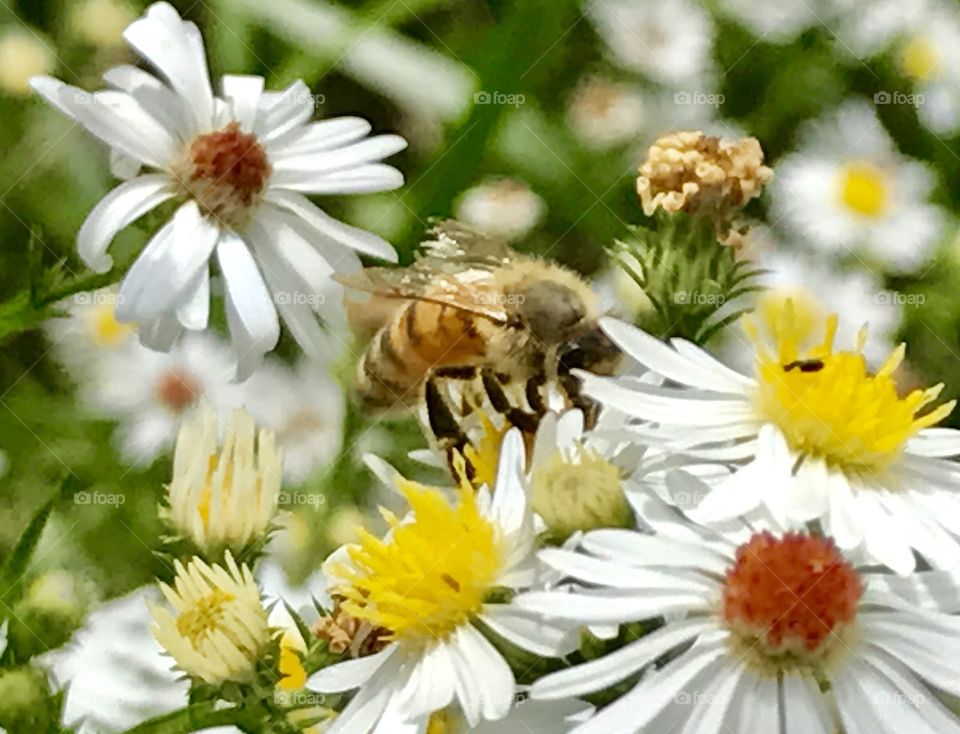 Bee collecting pollen 3