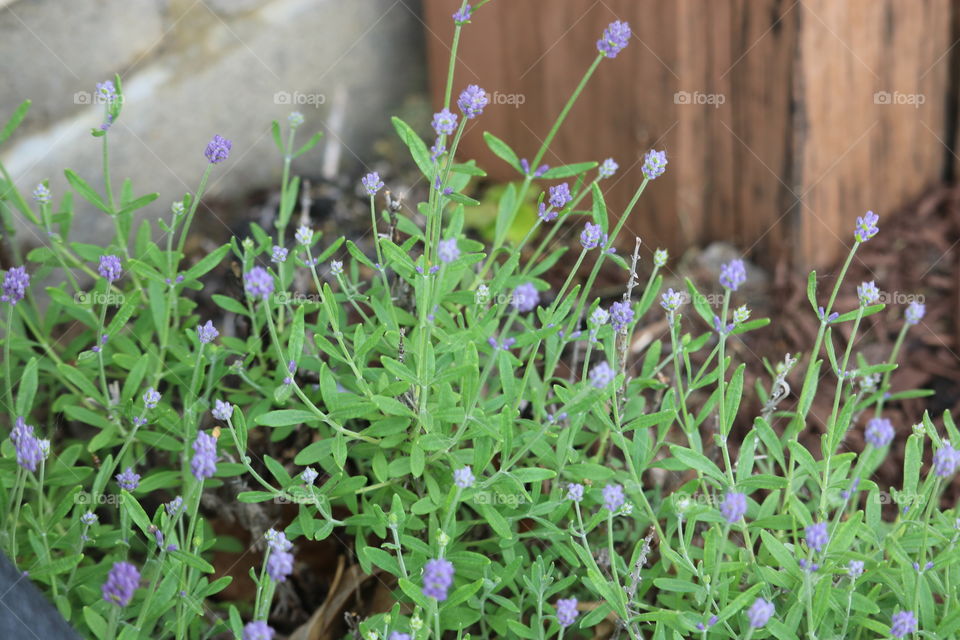 Lavender beautiful fragrant herb fantastic in bake goods and tea. Lavender is used to relieve stress, aid in sleep and improve mood. 