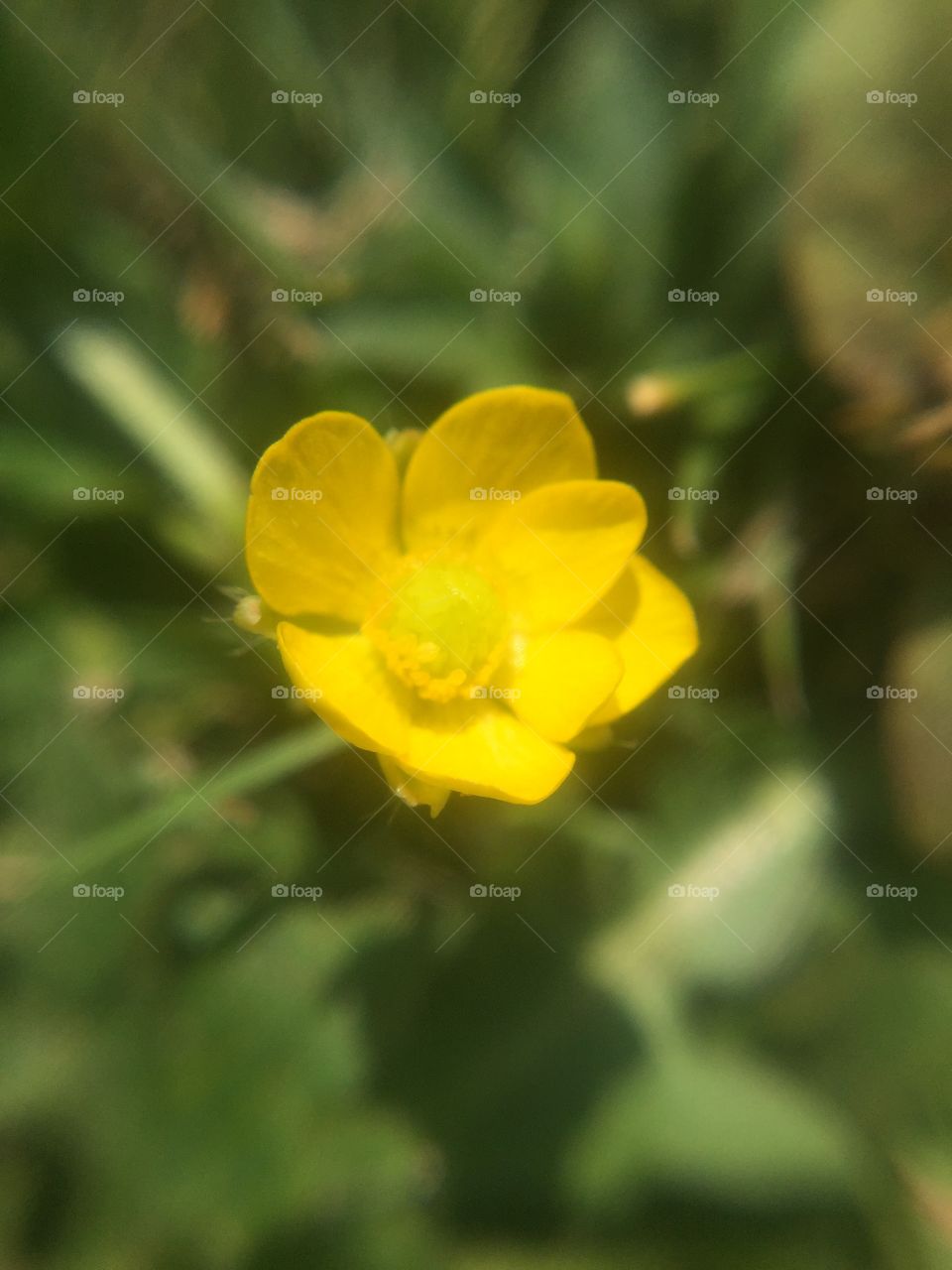 The lone buttercup