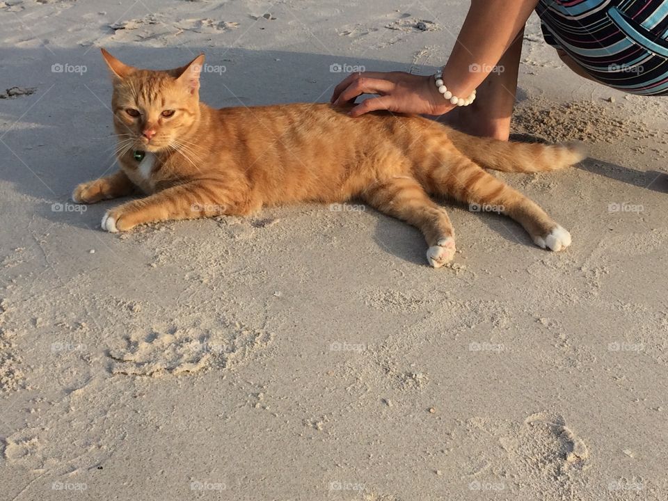 Cat on the beach