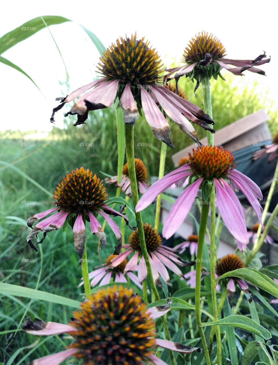 coneflower