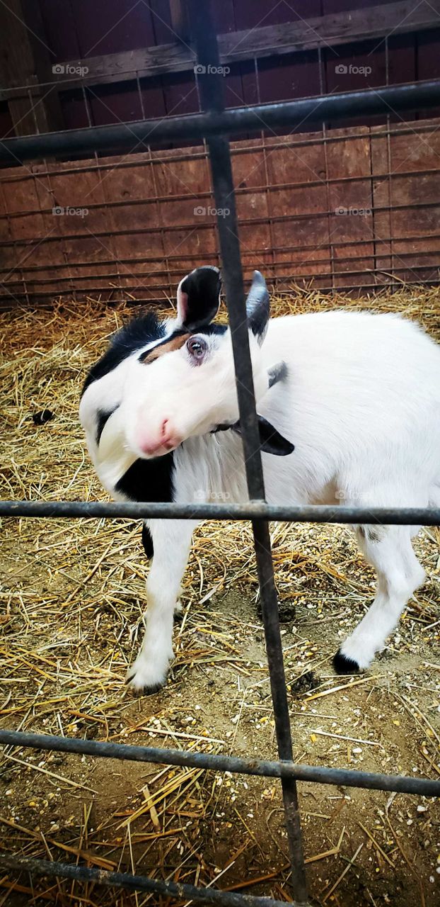 happy goat