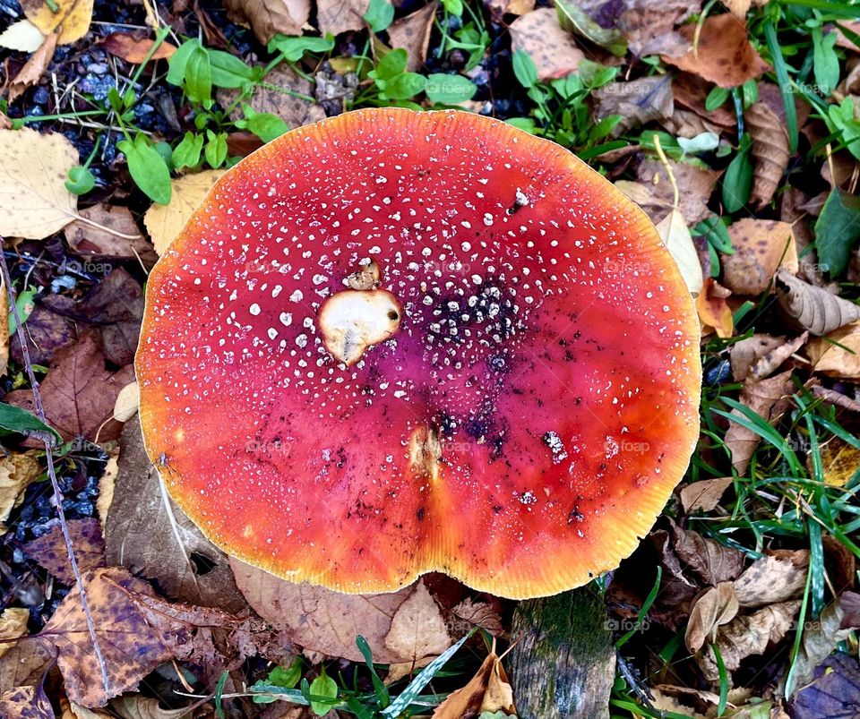 Autumn memories, bit little tasted fly agaric