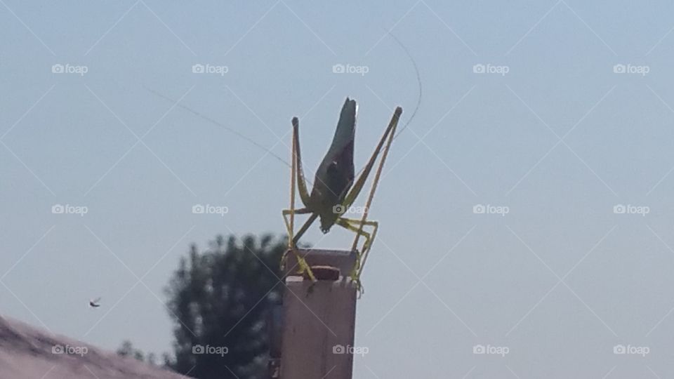 Grasshopper
