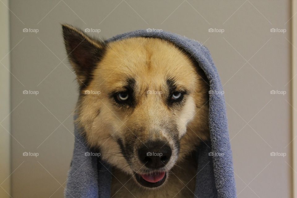 Dog wearing towel on head