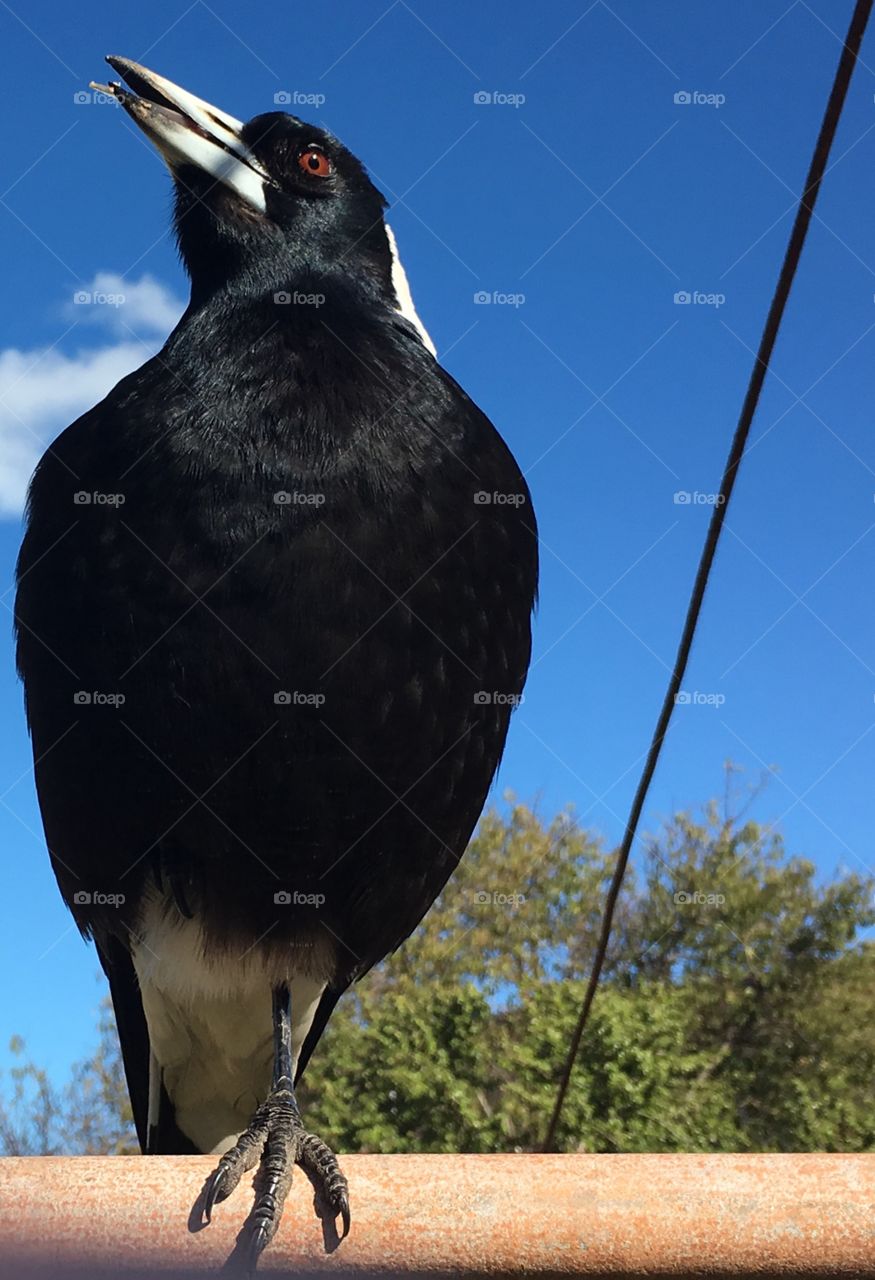 Australian female magpie, perched outdoors closeup vid blue sky, native wildlife