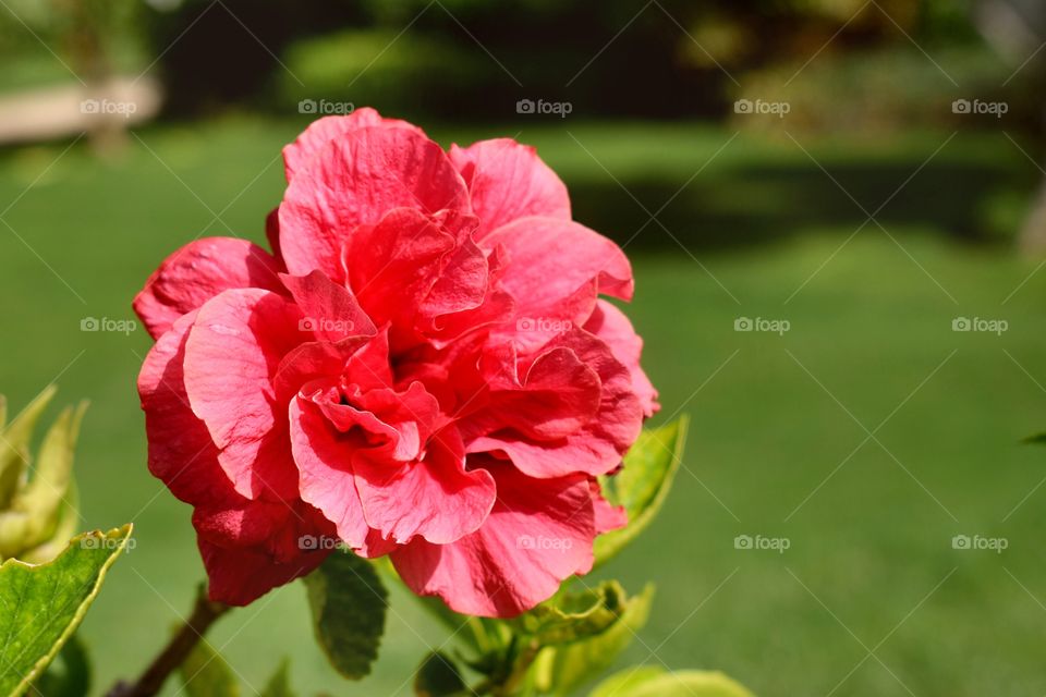 Red flower on green background