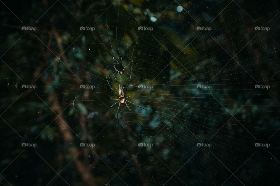 Giant spider of nefil