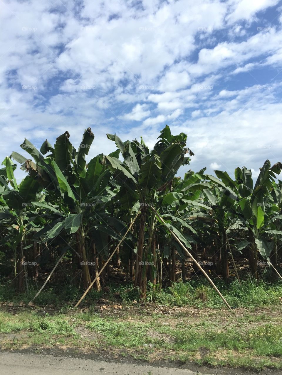 Banana Trees