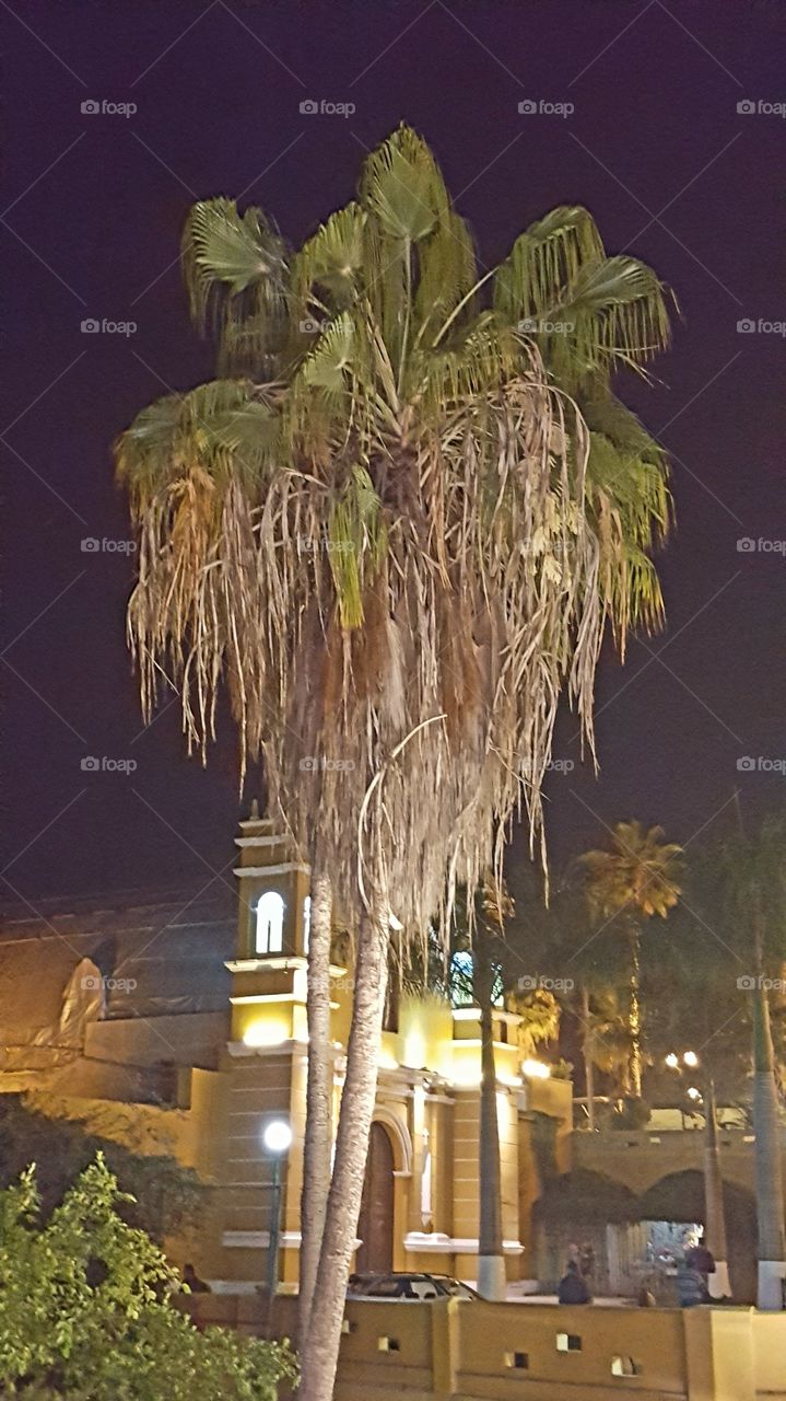 Palm