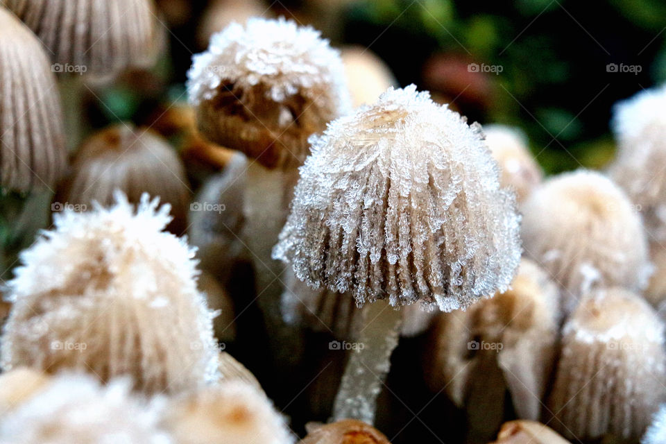Frosty fungi