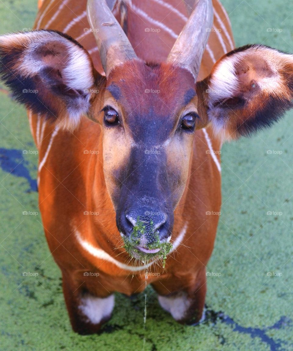 Bongo Antelope