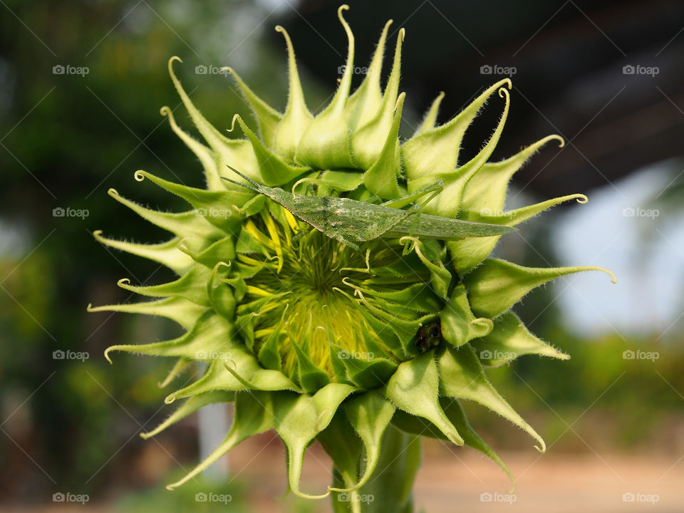 Green grasshopper on sunflower bud