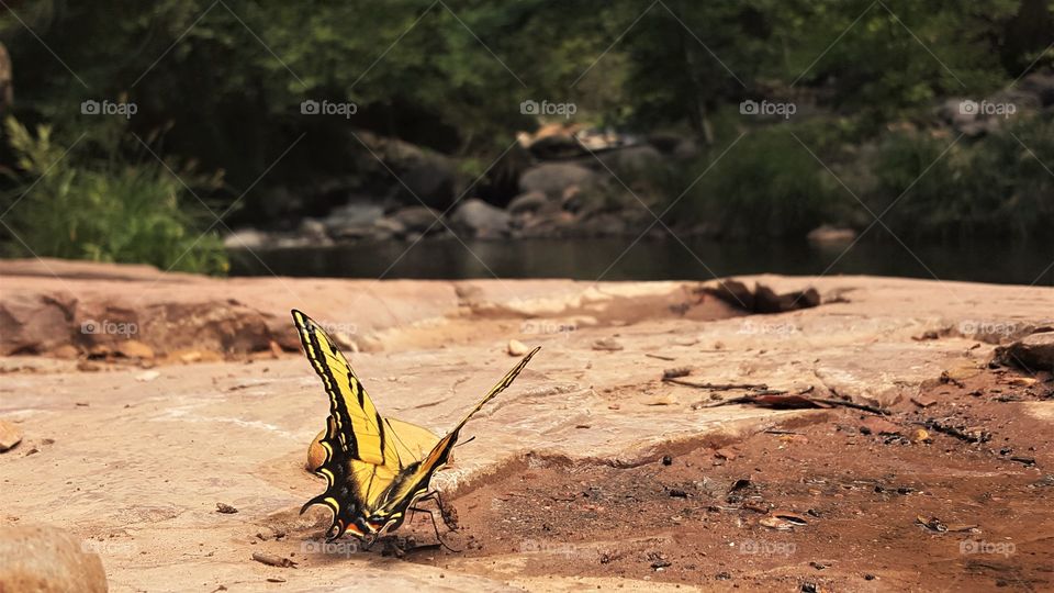 Butterflies fly away