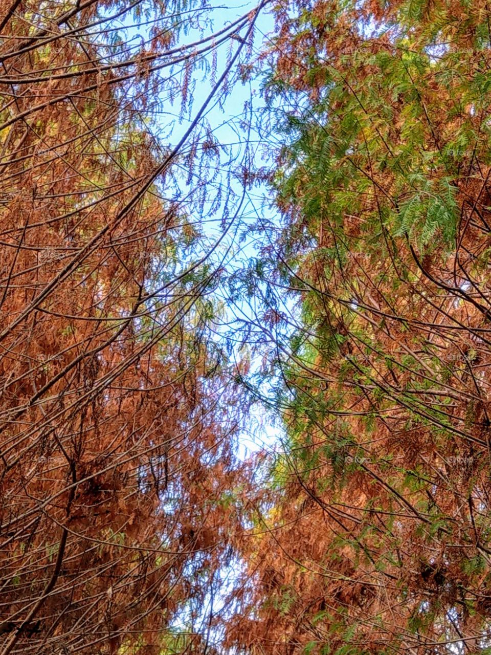 The blue sky with the bald cypress' branches, leaves were colorful and beautiful in autumn.