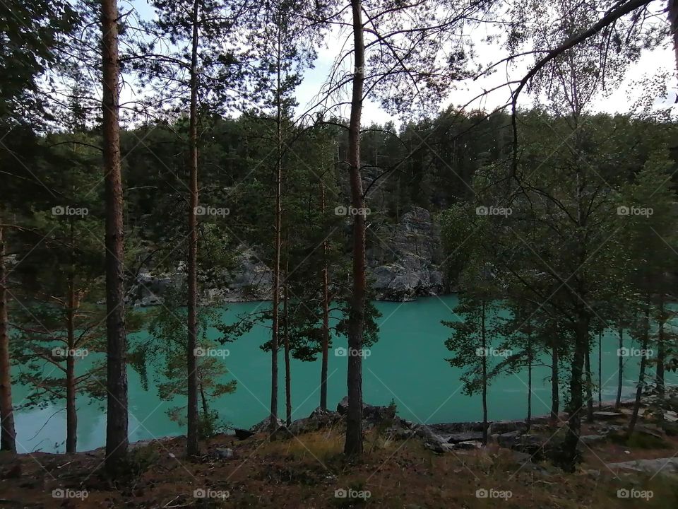 The forest & the river